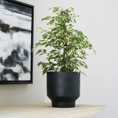 Sapa Planter - Sprouts of Bristol