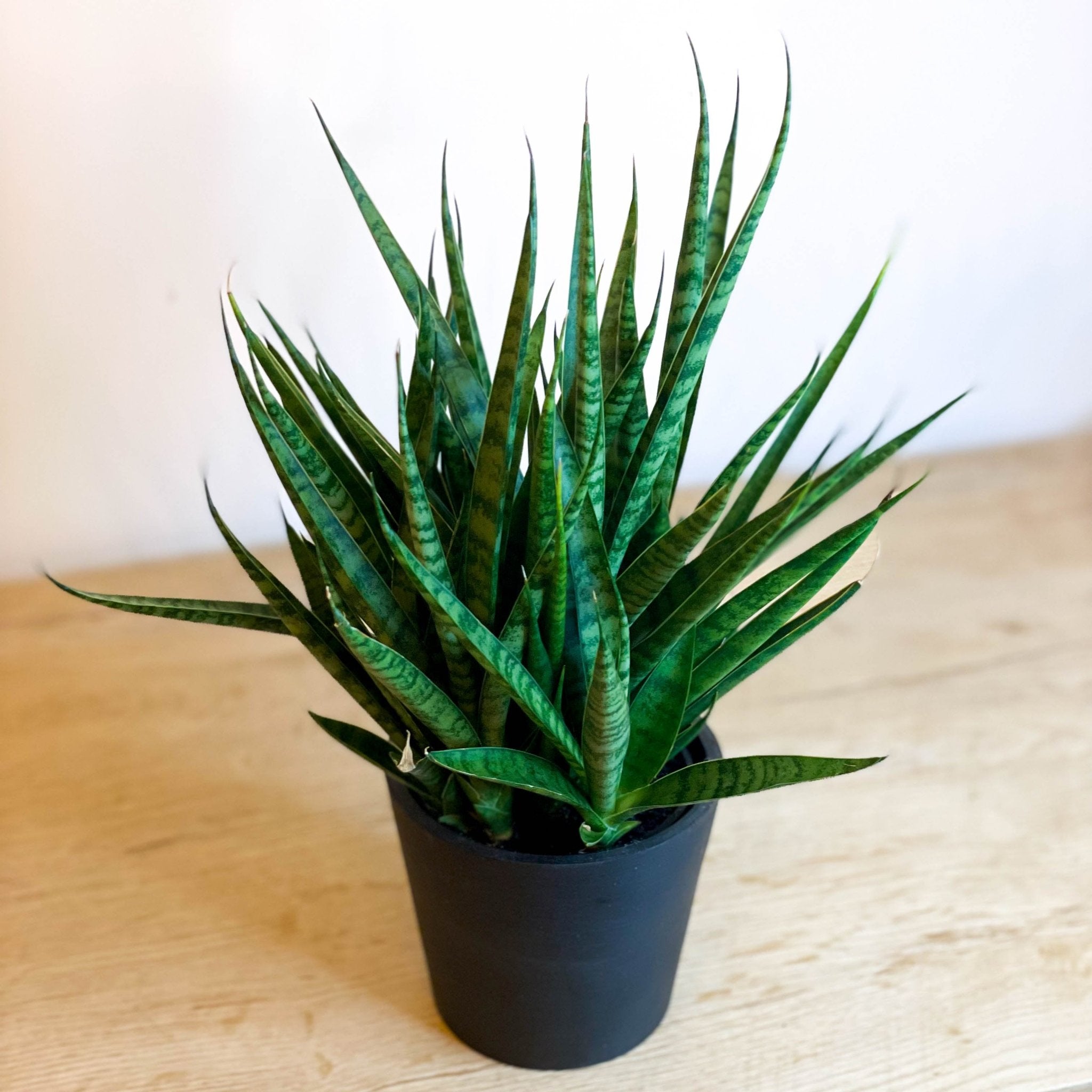 sansevieria comet queen marble Snake Plant