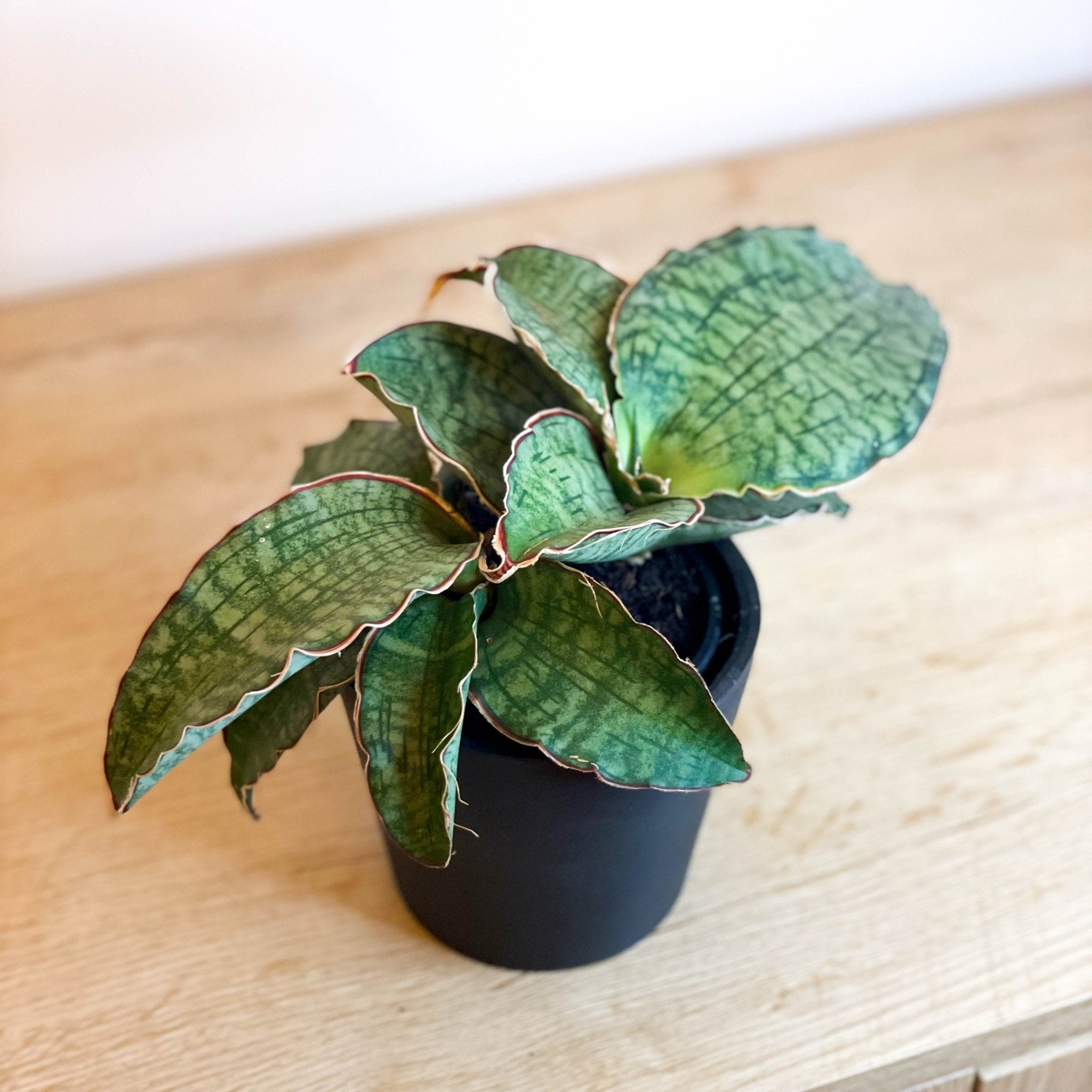 sansevieria kirkii silver blue for sale Snake Plant