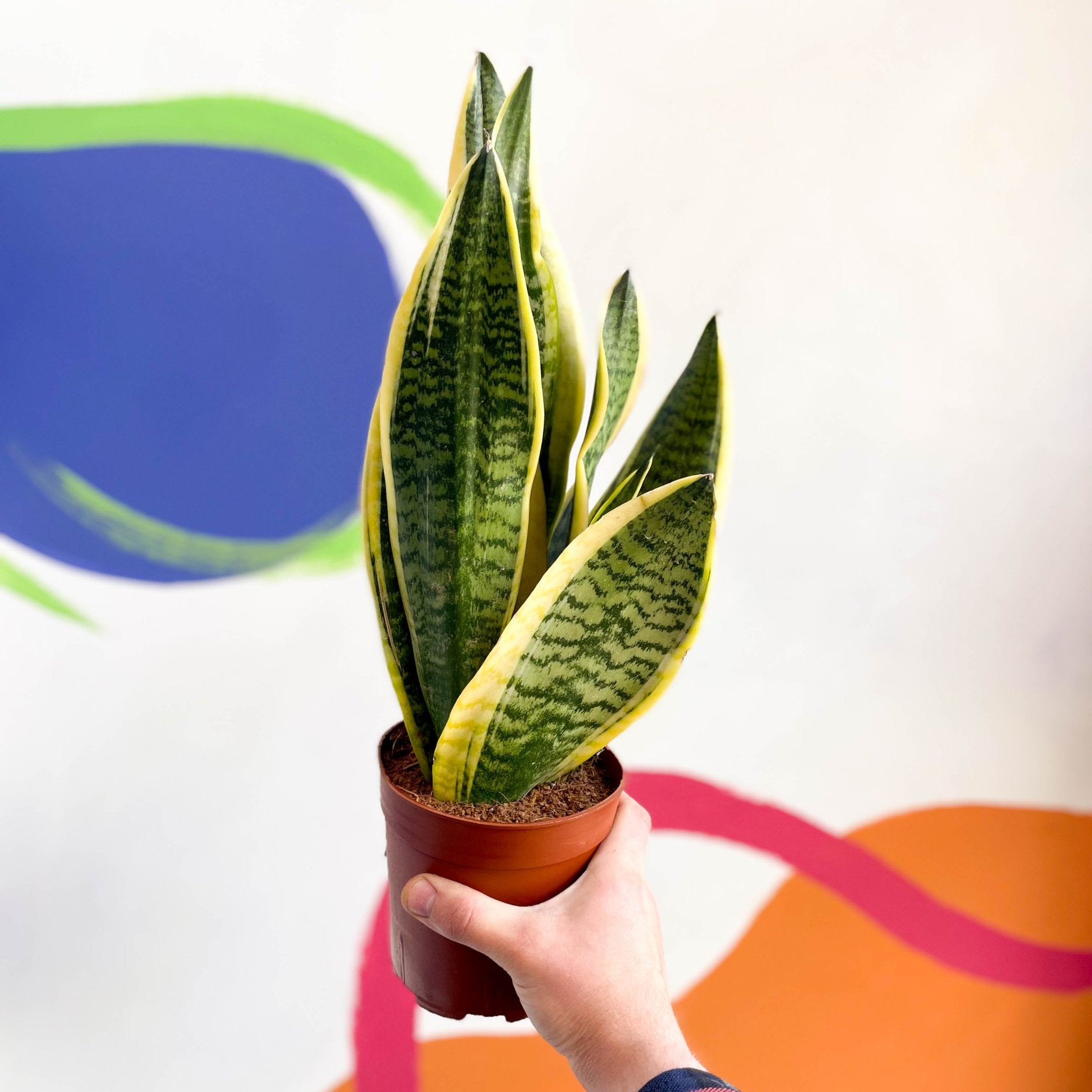 buy large snake plant uk Sansevieria laurentii