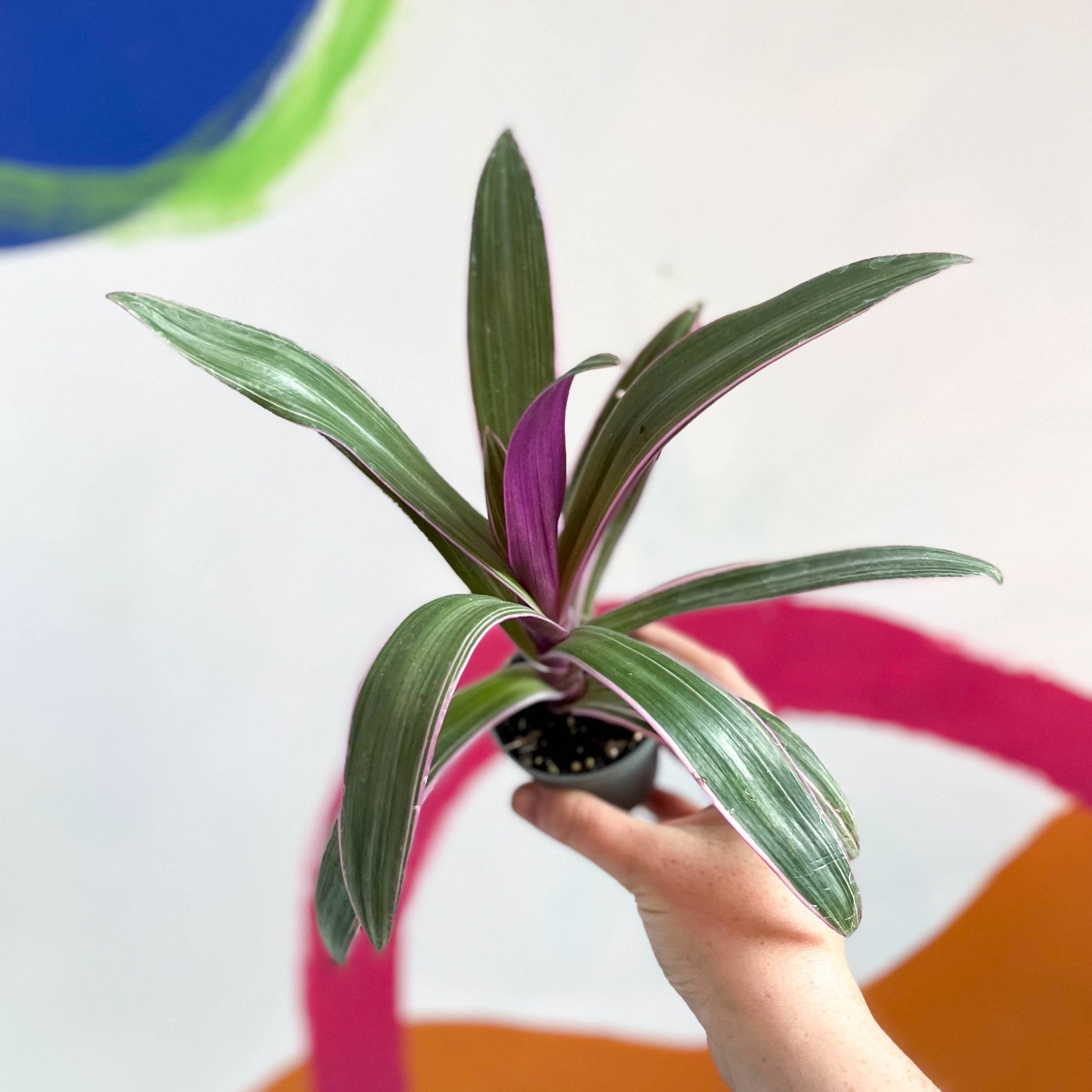 tradescantia spider lily Spider Lily