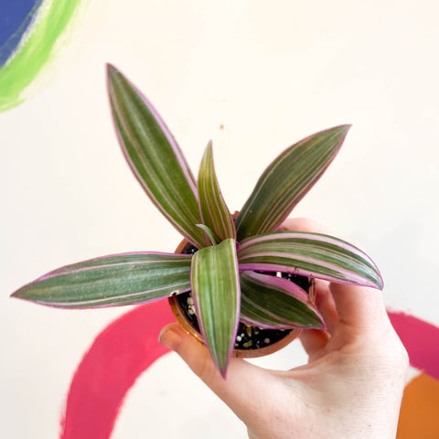 Spider Lily - Tradescantia spathacea 'Varicolor’ - Welsh Grown - Sprouts of Bristol