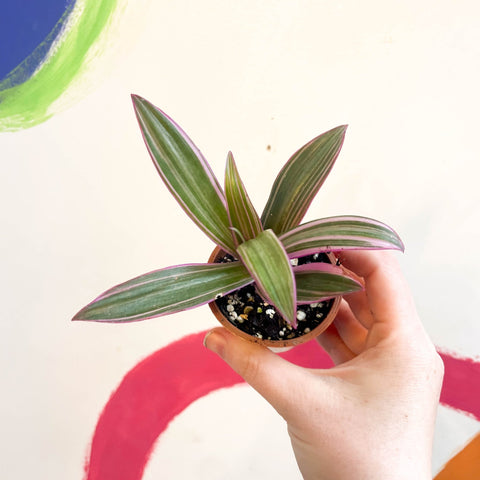 Spider Lily - Tradescantia spathacea 'Varicolor’ - Welsh Grown - Sprouts of Bristol