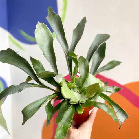Staghorn Fern - Platycerium bifurcatum - Sprouts of Bristol