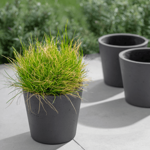 Stratton Pot - Carbon - Sprouts of Bristol