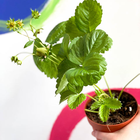 Strawberry Plant - Fragaria 'Delizz' - Sprouts of Bristol