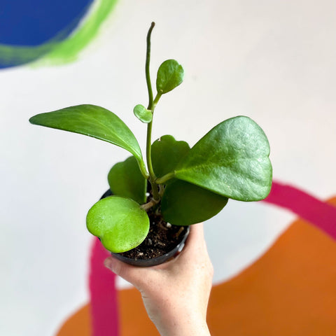 Sweetheart Plant - Hoya kerrii - Sprouts of Bristol