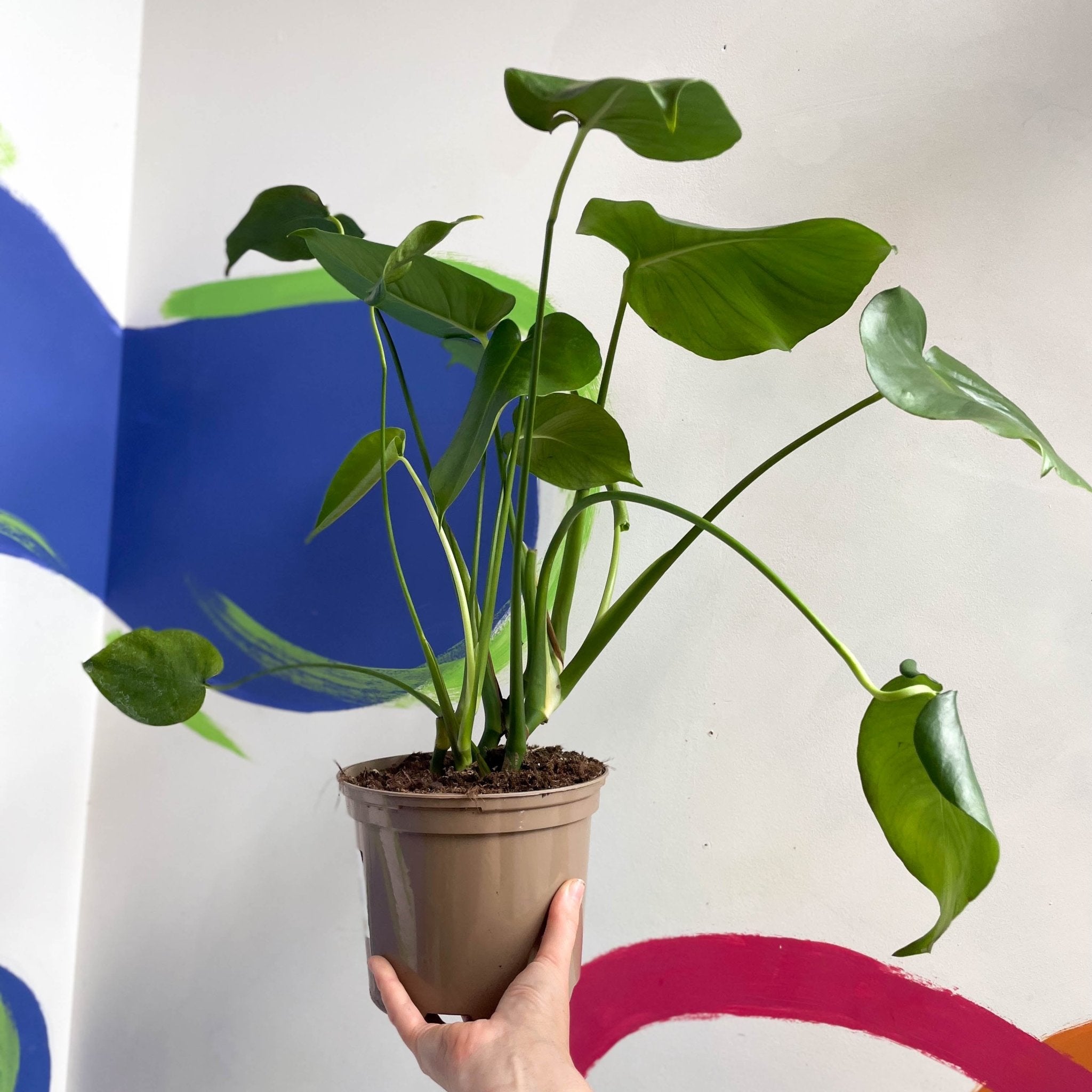 buy monstera deliciosa uk Swiss Cheese Plant - Monstera deliciosa