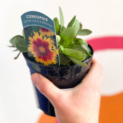 Tickseed - Coreopsis 'Uptick Gold & Bronze' UK Grown - Sprouts of Bristol