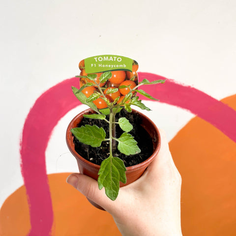 Tomato (Cordon) - Solanum lycopersicum 'Honeycomb' F1 - British Grown - Sprouts of Bristol