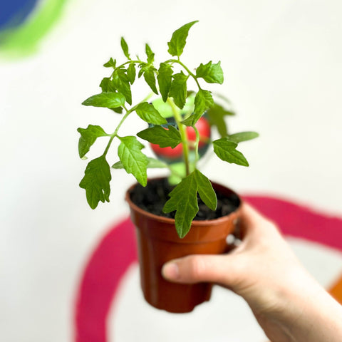 Tomato (Cordon) - Solanum lycopersicum 'Super Marmande' - British Grown - Sprouts of Bristol