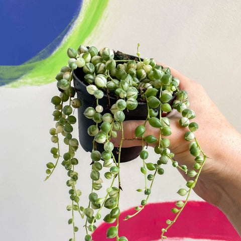 Variegated String of Pearls / Tears - Senecio rowleyanus 'Variegata' - Sprouts of Bristol