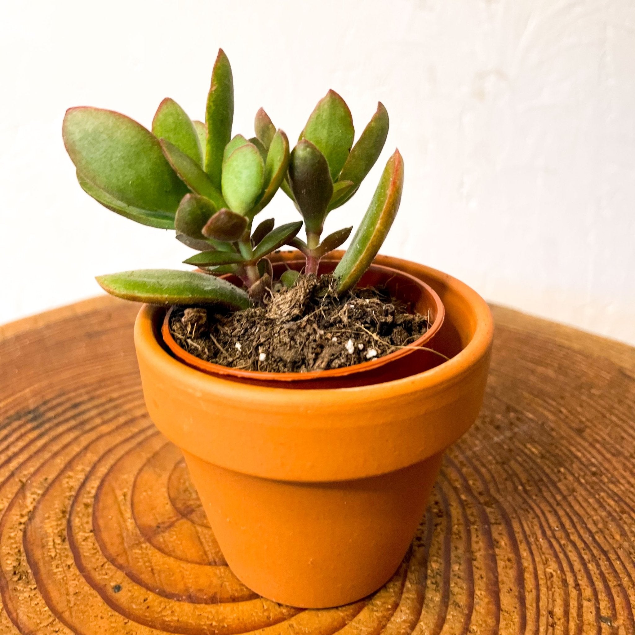 jade plants in terracotta pots Velvet Jade Plant