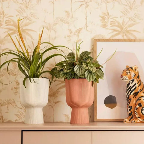 Vibes Fold Coupe Pot - Sprouts of Bristol