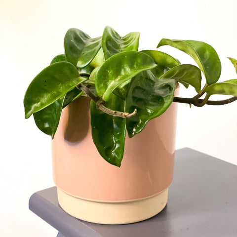 Wax Plant - Hoya carnosa 'Krinkle 8' - Sprouts of Bristol