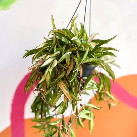 Wax Plant - Hoya wayetti 'Tricolor' - Sprouts of Bristol