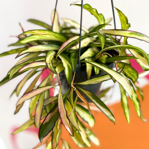 Wax Plant - Hoya wayetti 'Tricolor' - Sprouts of Bristol