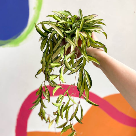 Wax Plant - Hoya wayetti 'Tricolor' - Sprouts of Bristol
