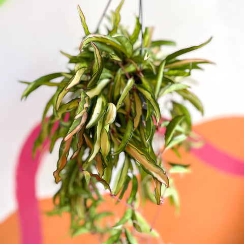 Wax Plant - Hoya wayetti 'Tricolor' - Sprouts of Bristol