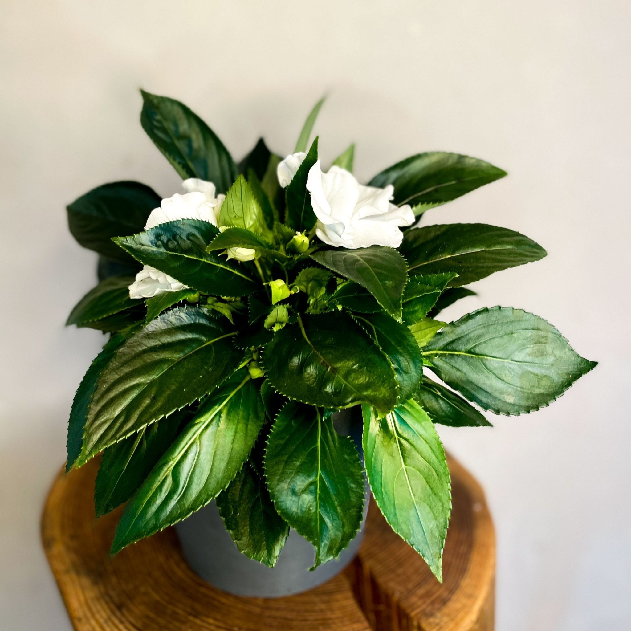 busy lizzie indoor plant White Busy Lizzie