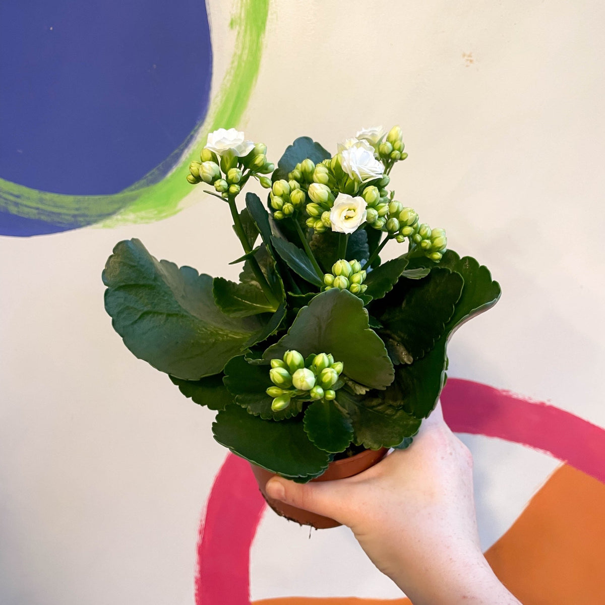 White Flaming Katy Kalanchoe blossfeldiana Sprouts of Bristol