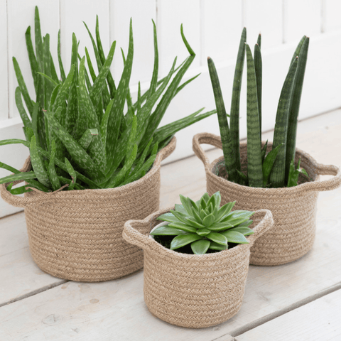 Woven Plant Pots - Sprouts of Bristol