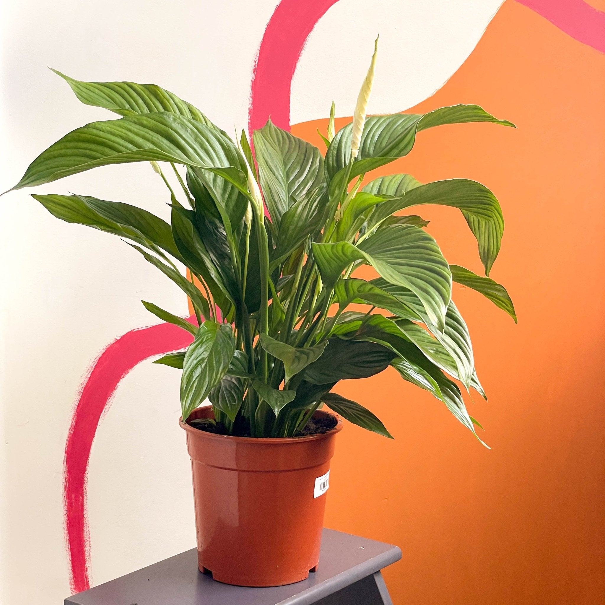 silver cupido peace lily Silver Peace Lily