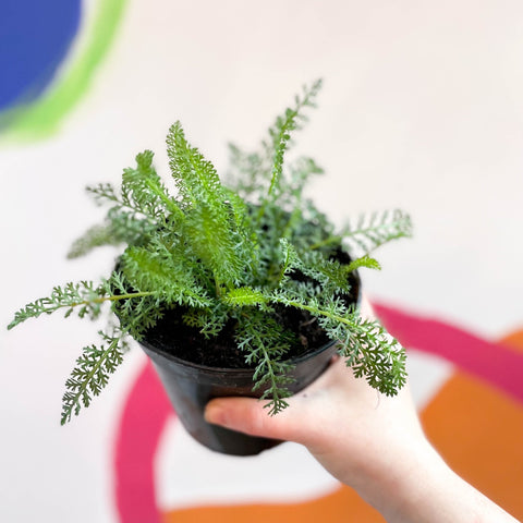 Yarrow - Achillea millefolium 'New Vintage Rose' - British Grown Herbaceous Perennial - Sprouts of Bristol