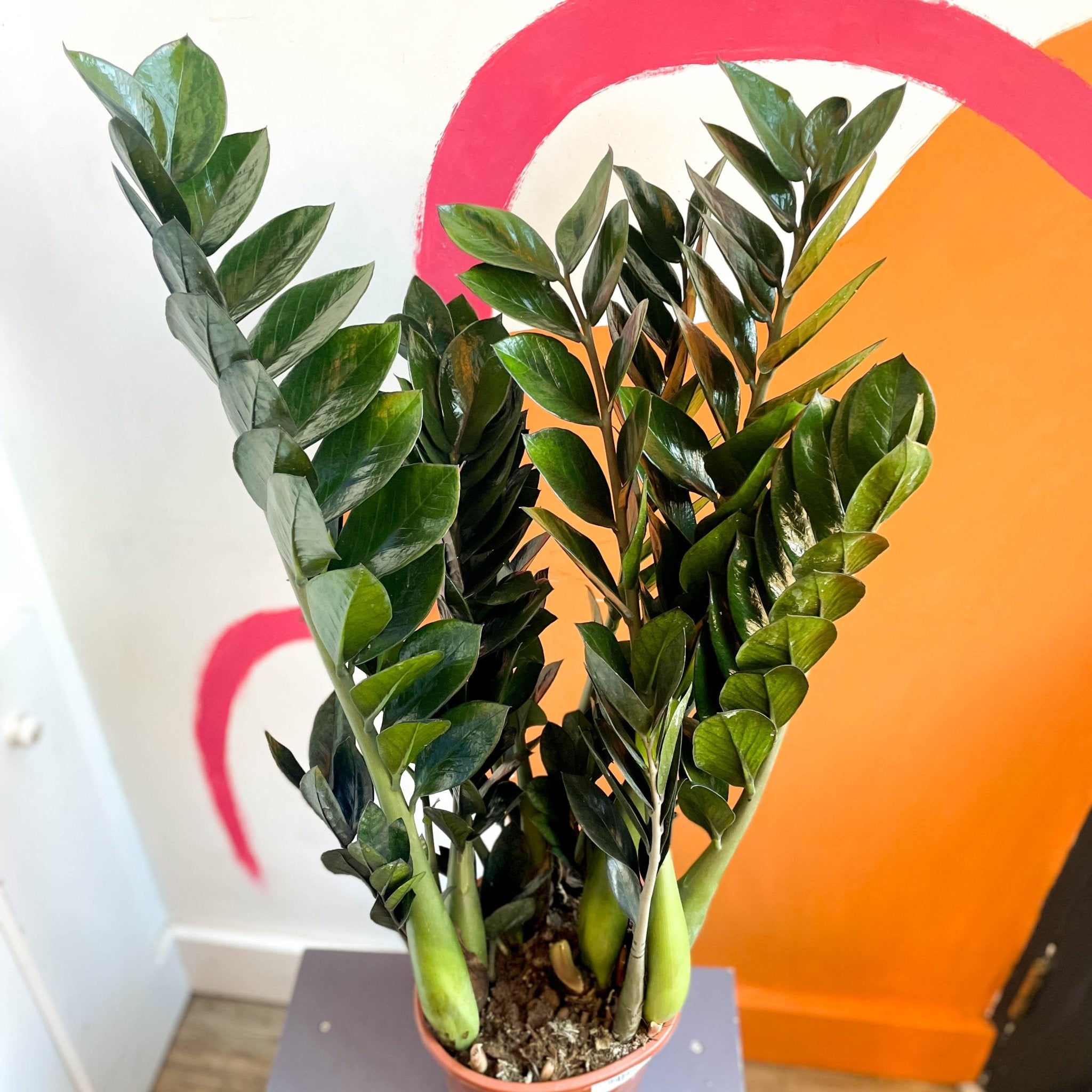 supernova zz plant Zamioculcas zamiifolia 'Super Nova'