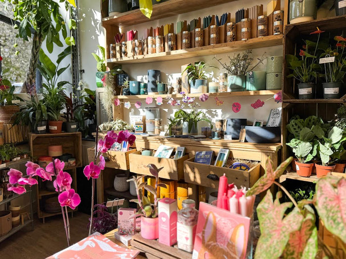 Bright sunlight fills the shopfront, including lots of pink plants in our Easter display