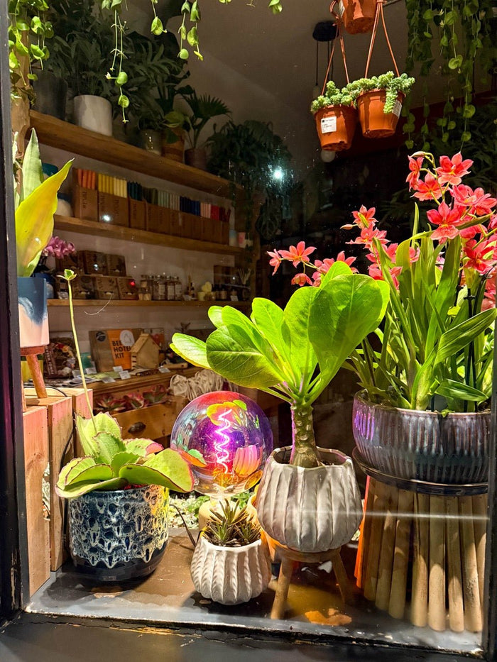 Behind the Scenes at Sprouts – Big News, Bold Displays & Fresh Stock - Sprouts of Bristol