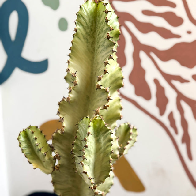 Plant FAQs: What’s the difference between E. ingens and E. erythraeae  - and which should I grow? - Sprouts of Bristol