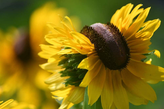 Fascinating Facts About Cristation, Fasciation & Cristata - Sprouts of Bristol