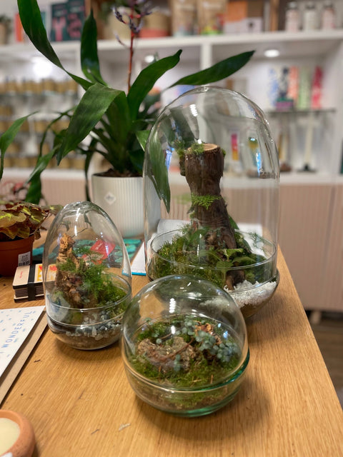 How to Care for Your Forest Terrarium: Keep Your Miniature Jungle Thriving - Sprouts of Bristol