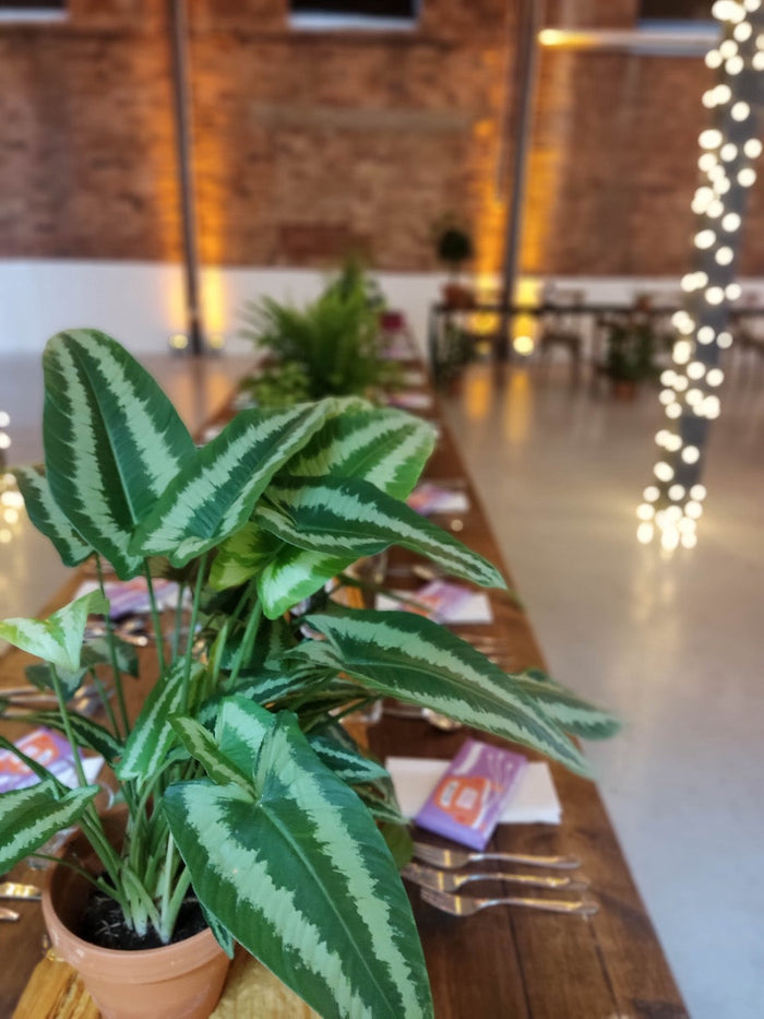 Linnea & Ben - Paintworks - Sprouts of Bristol