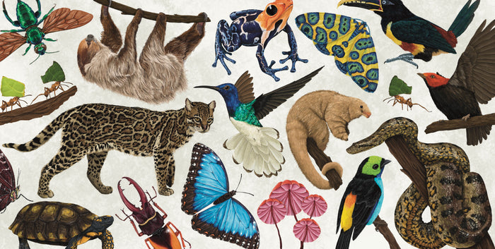 Ferne's illustrated rainforest creatures arranged in a colourful tropical moodboard