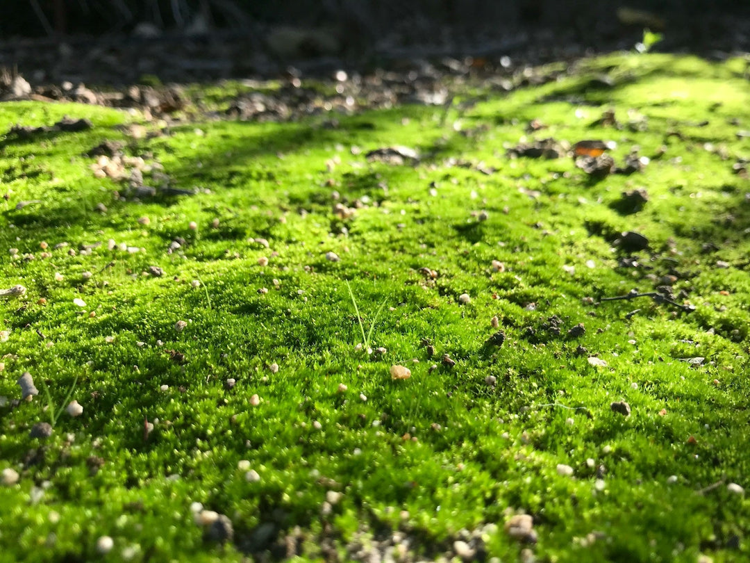 Moss Size Plant FAQs: Should I Grow a Moss Lawn? And If So, How? – Sprouts of Bristol