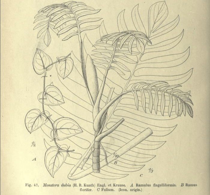 Plant FAQs: Why do Plants get Reclassified? - Sprouts of Bristol