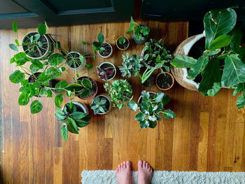 Plant FAQs: Will My Plants Be OK While I’m On Holiday? - Sprouts of Bristol