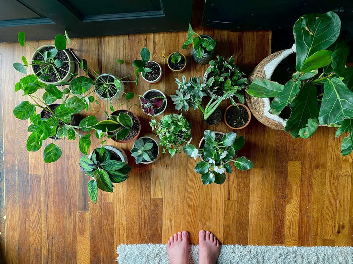 Plant FAQs: Will My Plants Be OK While I’m On Holiday? - Sprouts of Bristol