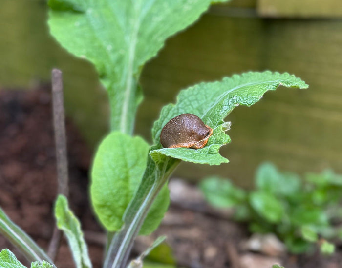 Slug & Snail Control: How to Keep Your Garden Plants Safe with Garlic Spray - Sprouts of Bristol