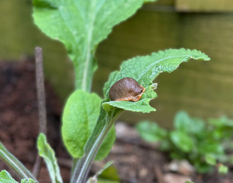 Slugs… snails… and how to stop them eating your garden plants? - Sprouts of Bristol