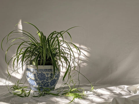 Spider Plants: Why Rhianna loves them, and why you should too - Sprouts of Bristol