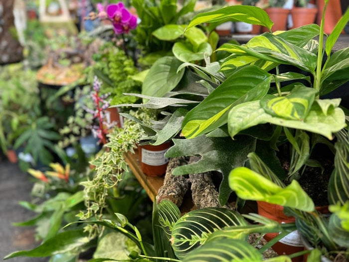 Ten of our most popular houseplants - Sprouts of Bristol