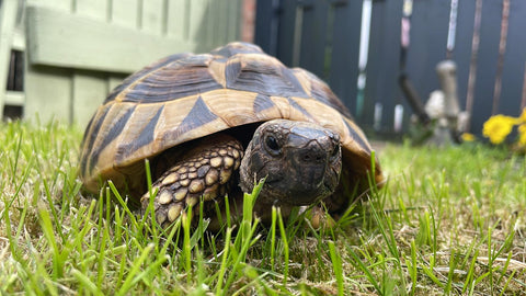 Tortoise-Safe Plants ft. Rhaddy the Tortoise - Sprouts of Bristol