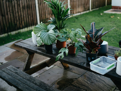 Watering your houseplants - and why they don’t like tapwater - Sprouts of Bristol