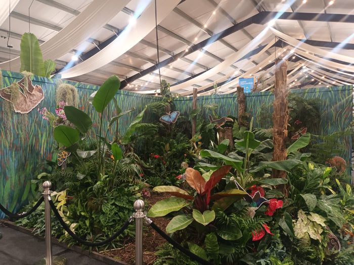 World Rainforest Day: Five Tips from our Indoor Rainforest - Sprouts of Bristol
