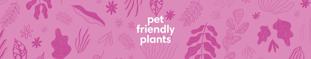 Pet Friendly Plants | Sprouts of Bristol