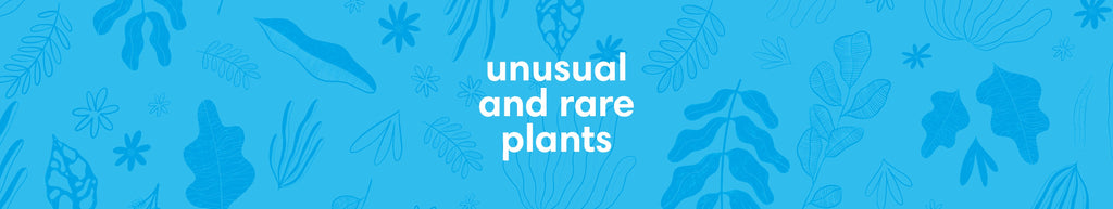 Unusual & Rare Plants | Sprouts of Bristol