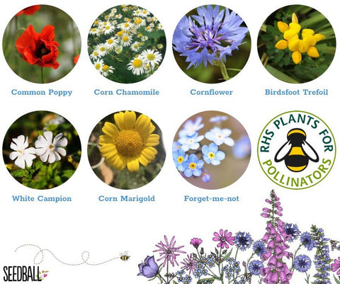 Make Your Own Seedball Kit - Flowers for Bees